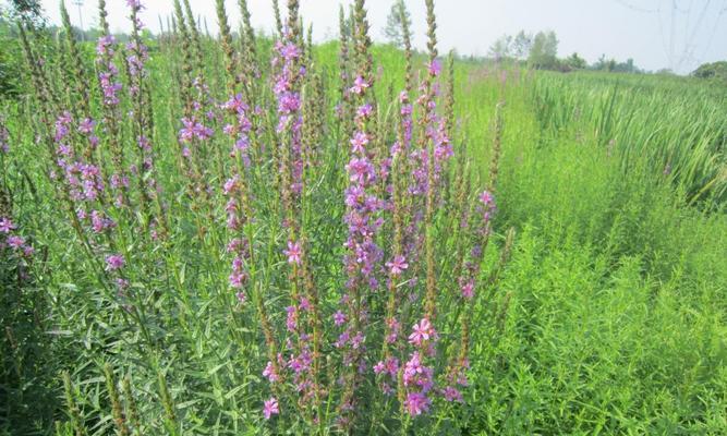 千屈菜的花语是什么？如何解读千屈菜的象征意义？