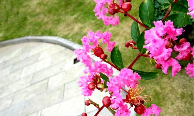 千日红的花语是什么？如何用千日红表达爱意？