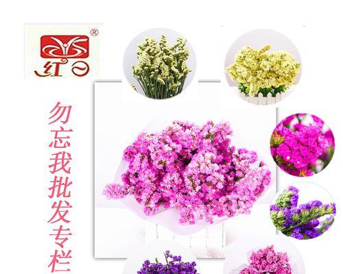 情人草的花语是什么？如何正确解读情人草的含义？