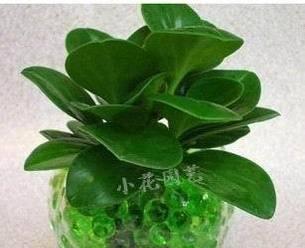豆瓣绿水培繁殖技巧是什么？如何正确进行豆瓣绿水培养殖？