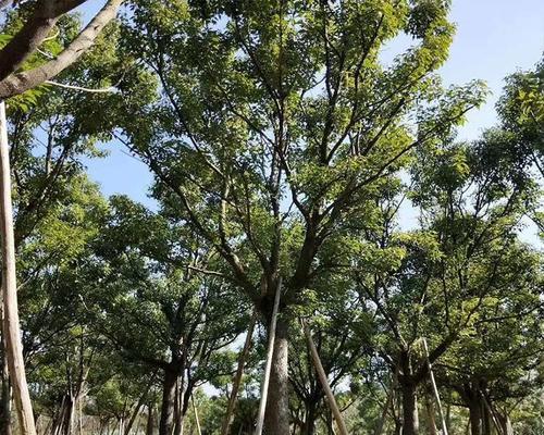 全冠香樟是什么意思？全冠香樟树的特点有哪些？