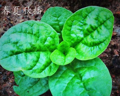 豆腐菜又叫什么菜？这道菜的别名有哪些？