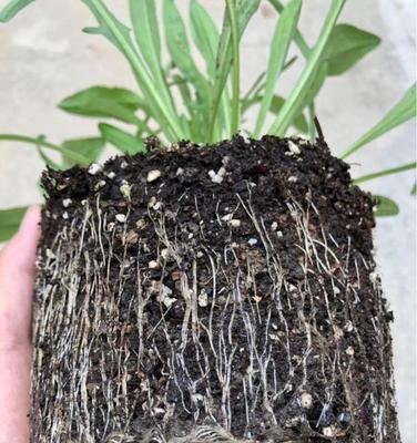 豆腐渣作为花肥的正确使用方法和注意事项是什么？