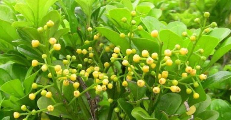 深山含笑花语是什么？它背后有哪些美丽传说？