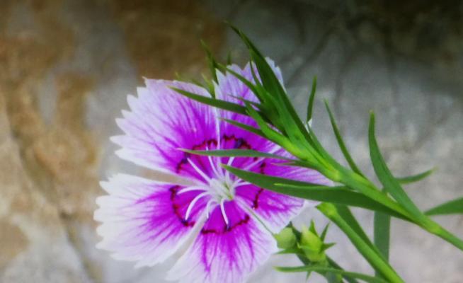石竹花语代表什么？石竹的花语含义有哪些？