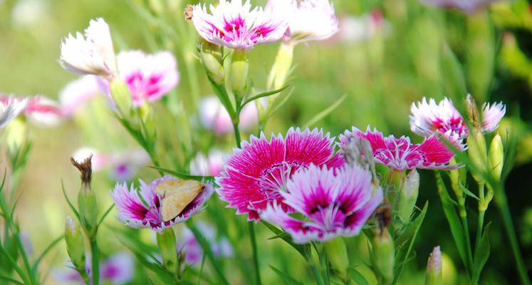 石竹花语代表什么？石竹的花语含义有哪些？