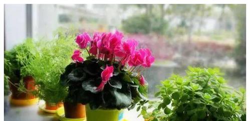 豆浆浇花的正确方法是什么？哪些花适合用豆浆浇灌？