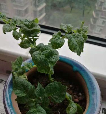 豆浆浇花的好处是什么？如何正确使用豆浆浇花？