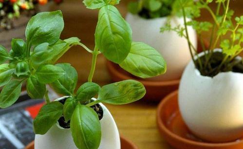 豆浆可以浇花吗？这样做对植物有什么影响？