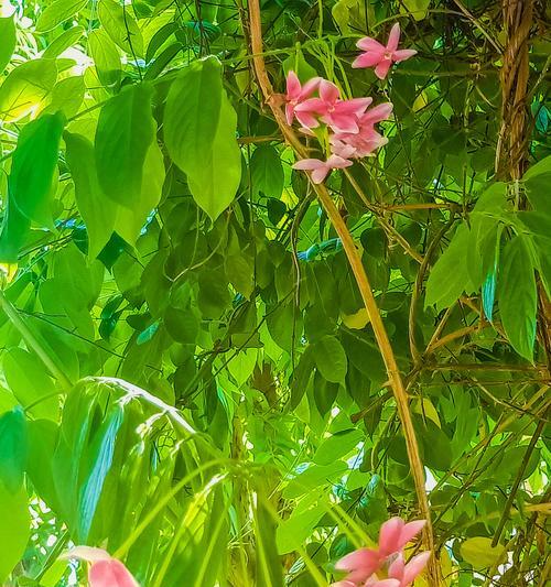 使君子花语是什么？它的寓意有哪些含义？