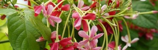 使君子花语是什么？它的寓意有哪些含义？