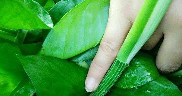 豆浆渣作为肥料的正确方法是什么？