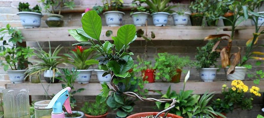 豆浆渣作为肥料的正确方法是什么？