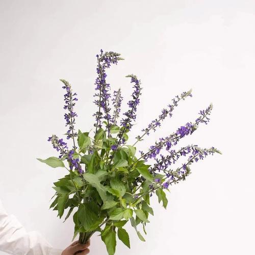 鼠尾草的花语是什么？它有哪些美丽的传说？