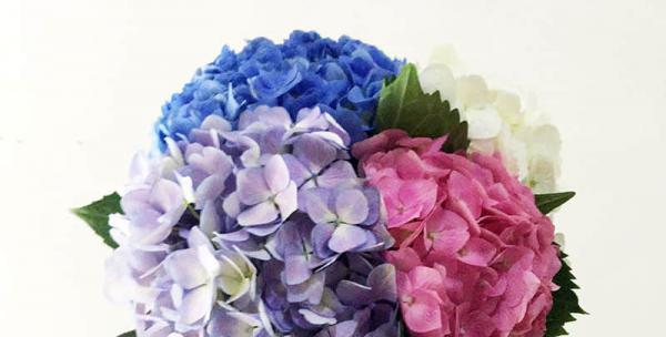 双生花的花语是什么？了解双生花的深层含义和象征意义？