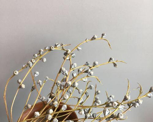 水晶草的花语是什么？了解其独特含义和象征意义