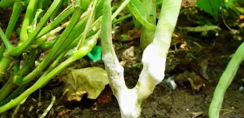 豆角病虫害如何防治？有效防治措施有哪些？