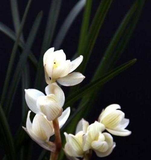 水晶花的花语是什么？了解水晶花的寓意和象征意义？
