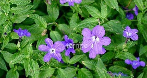 水晶花的花语是什么？了解水晶花的寓意和象征意义？