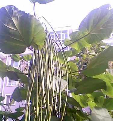 豆角打什么药好？防治常见病虫害的有效方法是什么？