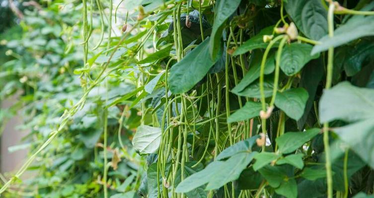 豆角的生长周期是多长时间？如何优化种植管理？