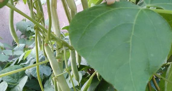豆角的生长周期是多长时间？如何优化种植管理？