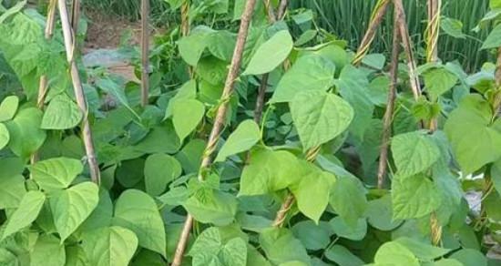 豆角怎么种？最佳种植时间是什么时候？