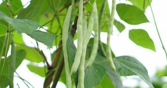 豆角花期管理方法与要点是什么？如何确保豆角健康生长？
