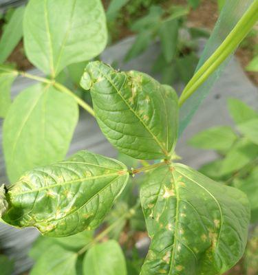 豆角黄叶病用什么药效果好？如何有效防治豆角黄叶病？