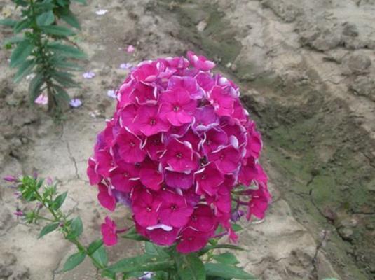 宿根福禄考花语有哪些含义？