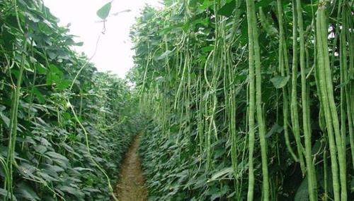 豆角几月份种植最合适？掌握最佳种植时间提高产量！