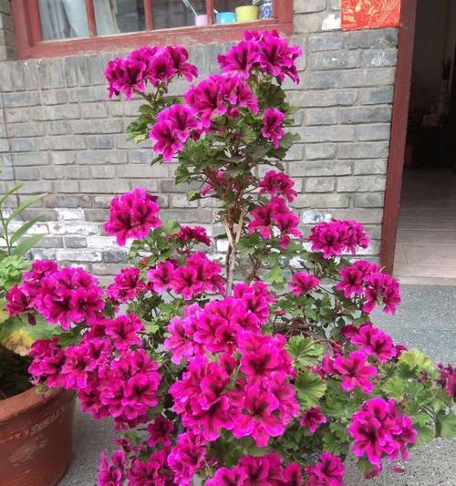 天竺葵的花语是什么？它的寓意有哪些常见问题？