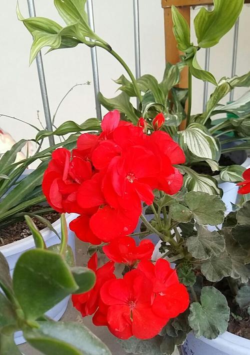 天竺葵花语是什么？如何用天竺葵表达情感？