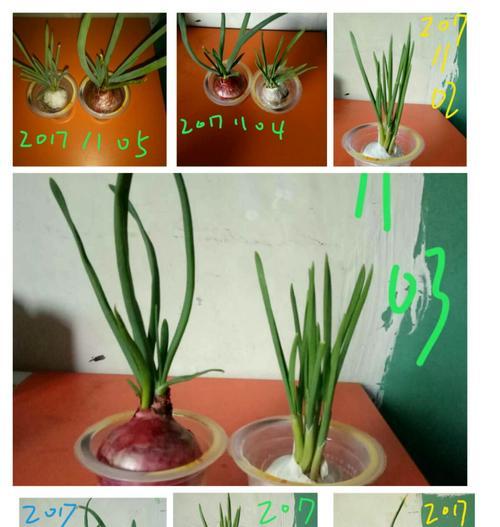 豆角浇水的正确方法是什么？如何确保豆角生长旺盛？