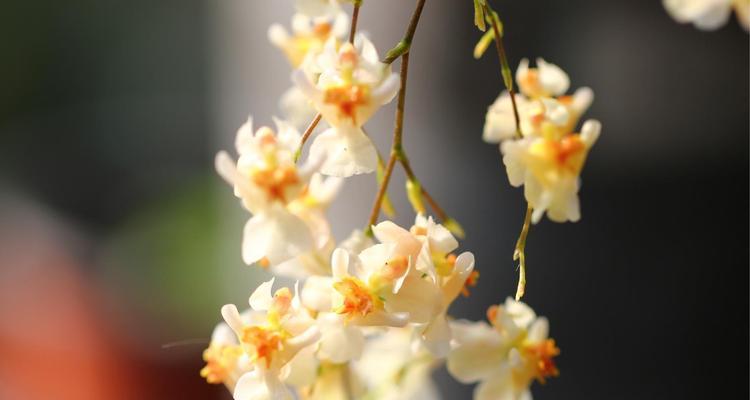 跳舞兰的花语是什么？如何正确解读跳舞兰的象征意义？
