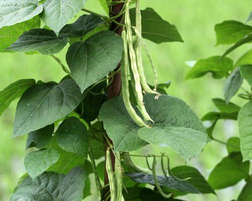 豆角什么时候成熟？几月份是最佳收获季节？