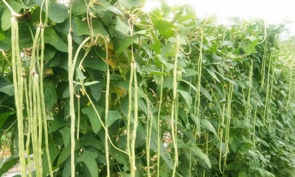 豆角什么时候成熟？几月份是最佳收获季节？