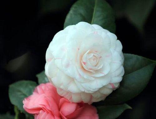 五色草花语是什么？五色草的寓意和象征有哪些？