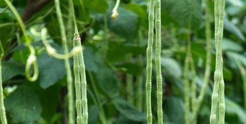 豆角什么时候成熟？如何判断豆角的最佳采摘时间？