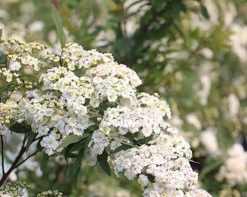 线叶绣线菊花语是什么？如何正确解读其花语含义？