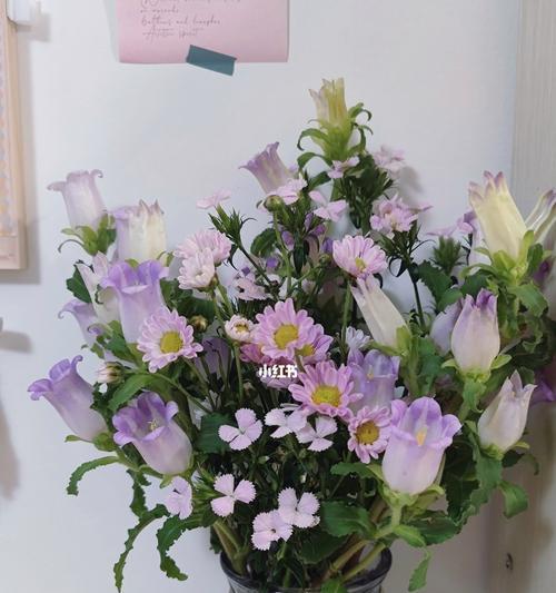 相思梅的花语是什么？如何表达相思之情？