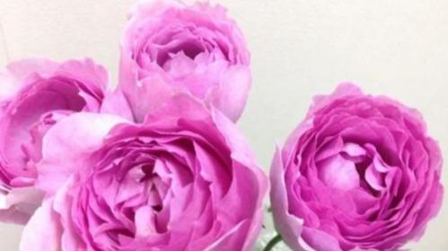 香水月季花语是什么？如何理解其深刻寓意？