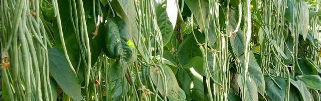 豆角施什么肥最好？如何根据生长阶段选择肥料？