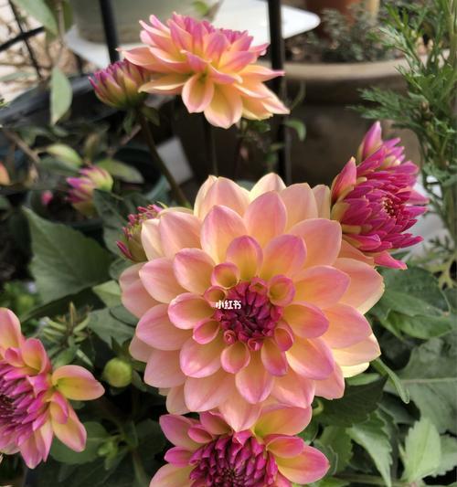 小丽花的寓意是什么？如何正确理解小丽花的象征意义？