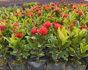 小叶龙船花的寓意是什么？花语有哪些含义？