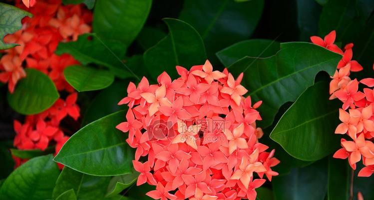 小叶龙船花的寓意是什么？花语有哪些含义？