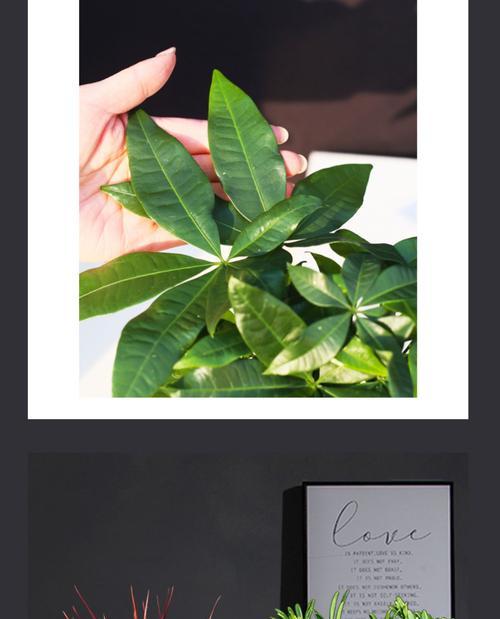 小榕树象征什么？它的寓意有哪些？