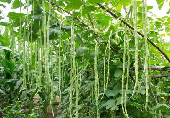 豆角种植的最佳月份是什么时候？如何确保高产？