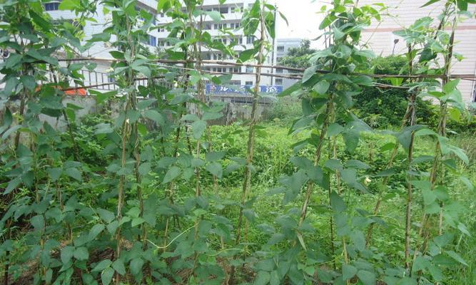 豆角种植的最佳月份是什么时候？如何确保高产？