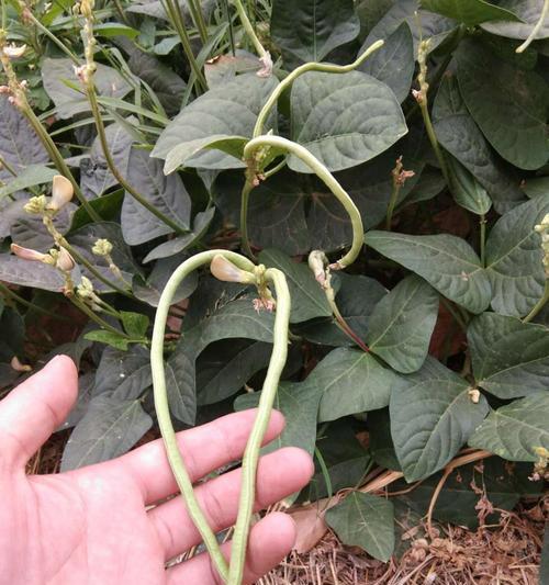 豆角是果实吗？揭秘豆角的植物学分类！！